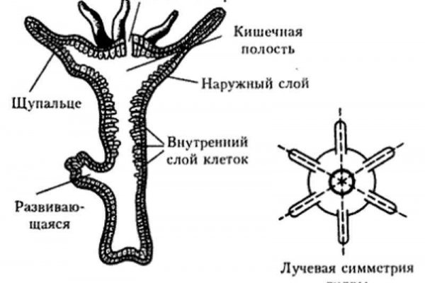 Кракен тор ссылка магазин